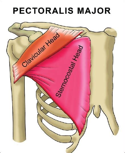 Pectoralis major is one of the muscles that move the humerus at the shoulder joint. Pectoralis major rupture in athletes Al-Ahaideb A - Saudi ...
