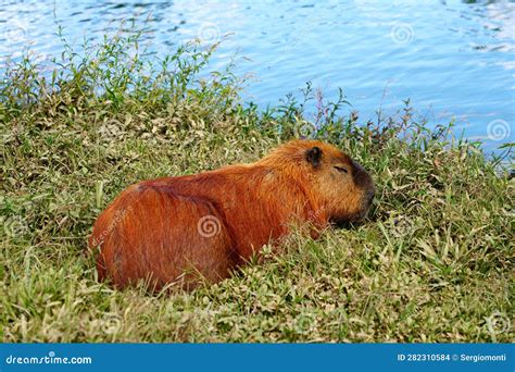 Close Up Of Capybara Mother With Five Babies Royalty Free Stock