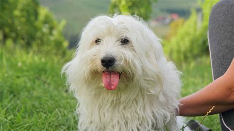Coton De Tulear Dog Breed Guide Facts Health And Care
