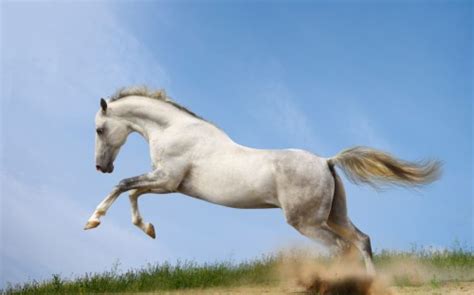 Beautiful White Horses 7 White Horses Running 281788 Hd