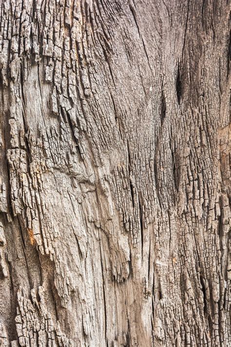 Tree Bark Texture 2 Stock Photo Image Of Tree Grungy Wood 32768