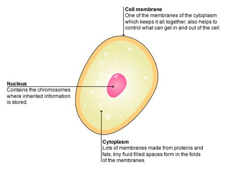 As you fill in the cell structure worksheet, remember the functions of each part of the cell that you learned in learn more about our anatomy quiz questions and how to use them for anatomy mastery. BBC - Standard Grade Bitesize Biology - Cells and ...