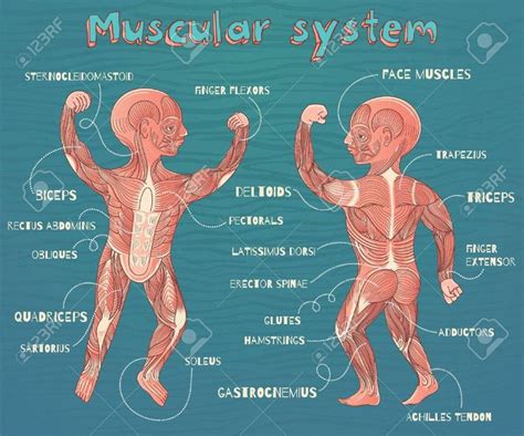 Human Muscular System For Kids Vector Color Cartoon Illustration