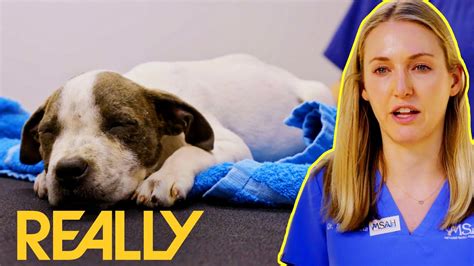 Abused Puppy With Broken Back Makes A MIRACULOUS Recovery | Pit Bulls