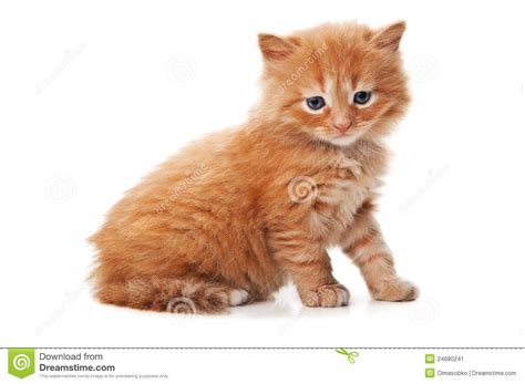 Ginger Kitty With Blue Eyes Stock Image Image Of Pedigree Breed
