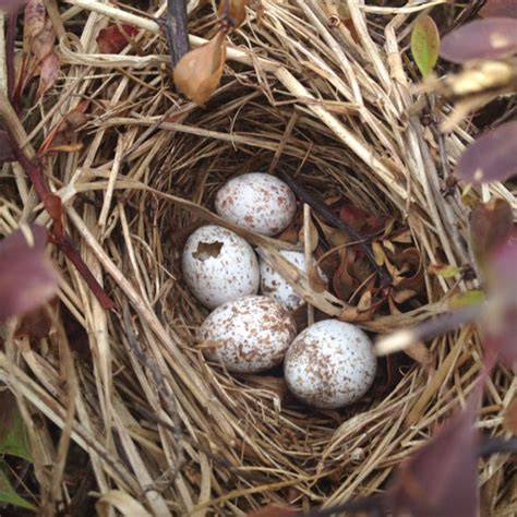 Black Capped Chickadee Eggs Project Noah