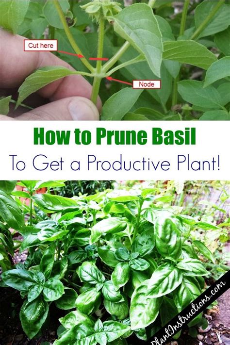 How To Prune Basil Garden Plants Vegetable Pruning