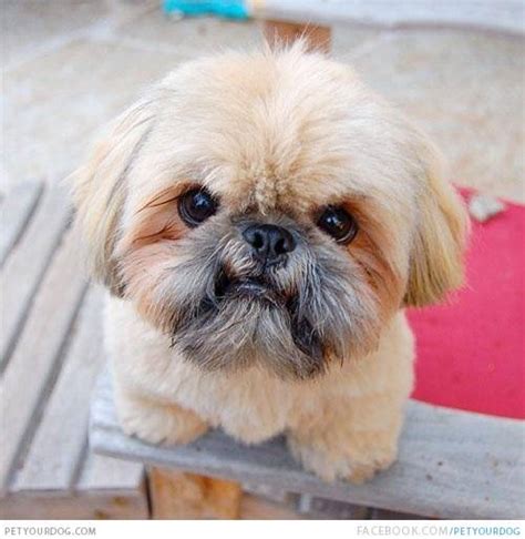 Pet Your Dog Cute Angry Shih Face