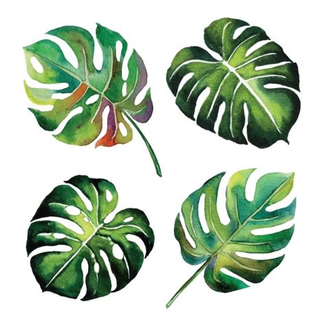 Watercolor Leaves Design Vector Free Download