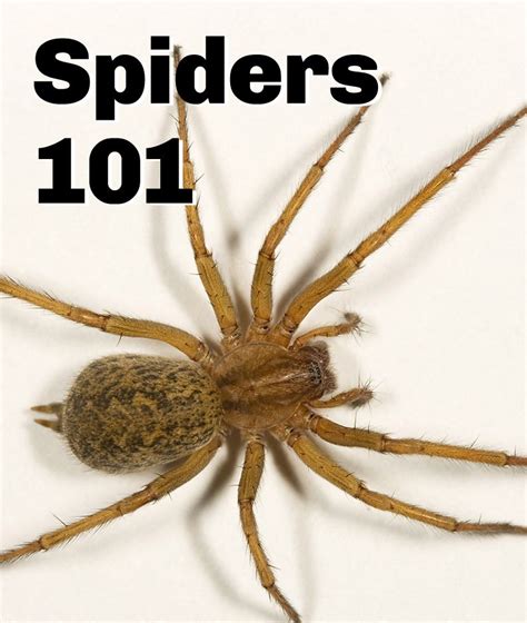 Spiders 101 Types Of Spiders And Spider Identification Spider