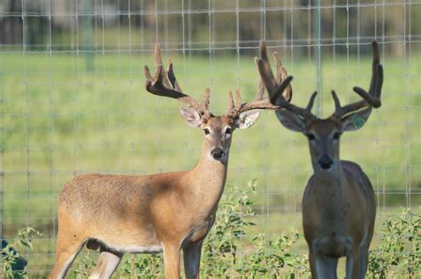 M3 Whitetailsyearling Sons Looking Mcnificent Deer Breeder In