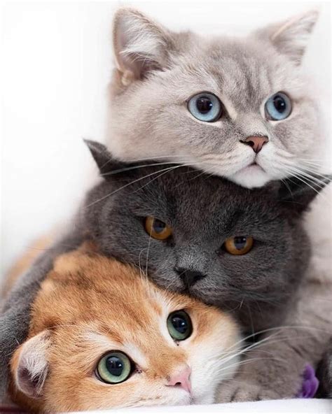 Cute Cats And Kittens Cute Little Animals Cute Funny Animals Kittens