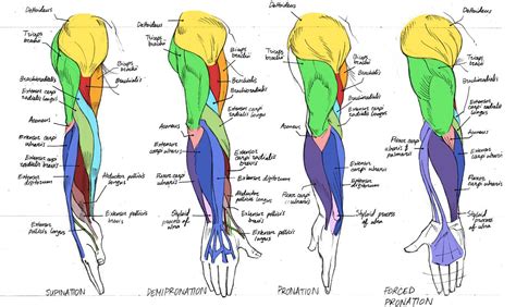 By Canadian Rainwater From Deviantart Arm Anatomy Anatomy Arm Muscles