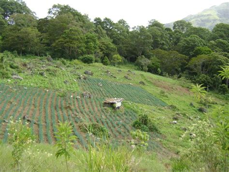 For Sale Farmland Caripe Monagas Venezuela Sabana De Piedra