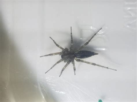 Agelenopsis Grass Spiders In Mankato Minnesota United States