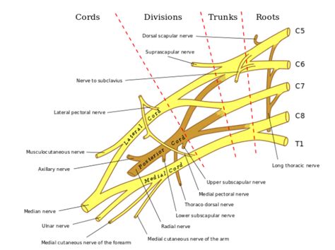 Formation Of Trunks And Cords Of The Brachial Plexus The Grepmed