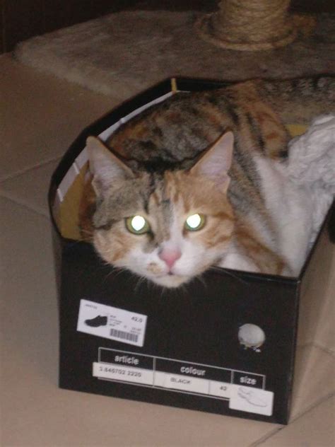 50 Pics Proving That Cats Are Actually Demons Evil Cat Cats Demon