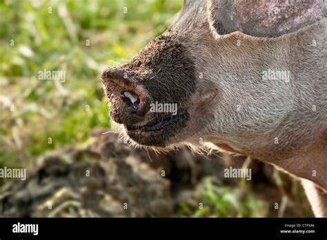Schweine schnauze schweine Fotos und Bildmaterial in hoher Auflösung Alamy