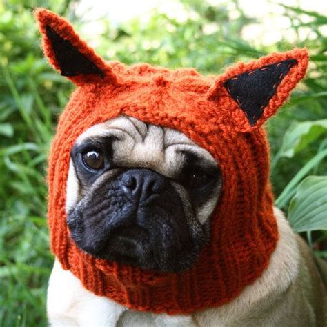 Seriously Funny Hats For Your Dog Dog Hat Cute Pugs Cute Dogs