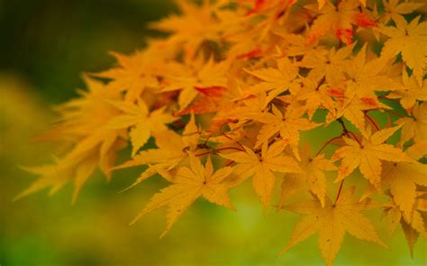 Download Wallpaper 3840x2400 Maple Leaves Branches Nature Autumn 4k