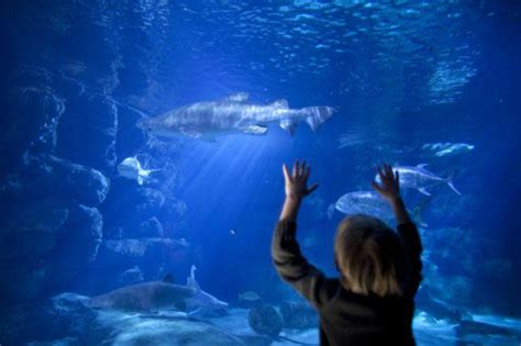 Virginia Aquarium And Marine Science Center