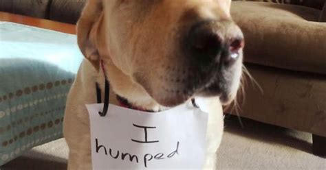 Dog Shaming Album On Imgur