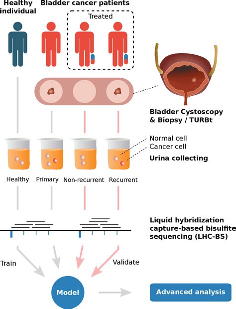 Frontiers Detecting And Monitoring Bladder Cancer With Exfoliated