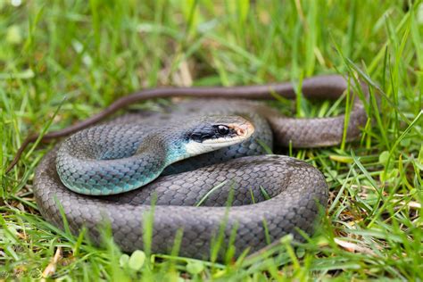 Blue Racer The Most Endangered Snake In Ontario Ryan Wolfe Flickr