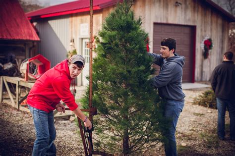 Oh Christmas Tree Your Total Guide To Tree Farms In Indiana
