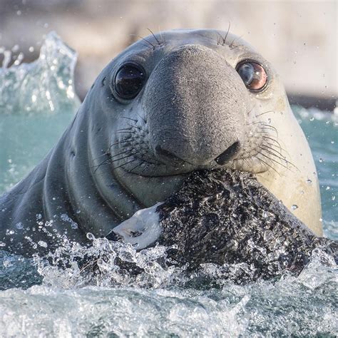 A Lost Southern Elephant Seal Has Arrived At Duiker Island Houtbay