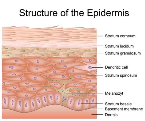 Structure Of The Epidermis Medical Vector Illustration Dermis Anatomy