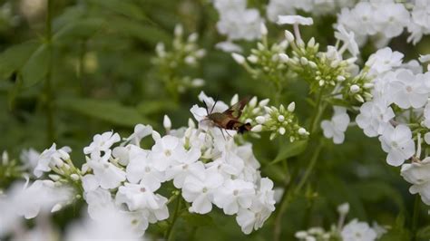 10 Most Fragrant Outdoor Flowers Best Smelling Plants For Garden