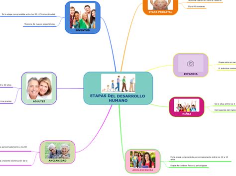 Etapas Del Desarrollo Humano Mind Map