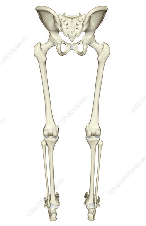 Two upper chambers called atria, right and left. The bones of the lower body - Stock Image - F001/6477 - Science Photo Library