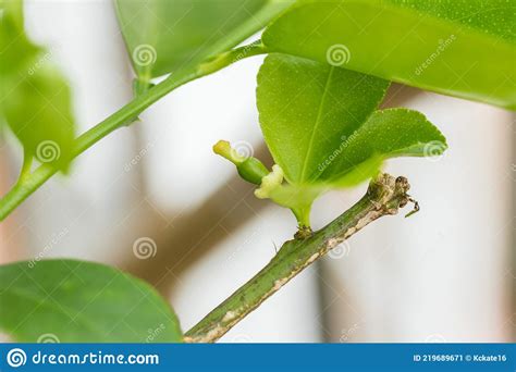 Closeup Of Young Lime Growing In Plant Small Green Unripe Fruits Of