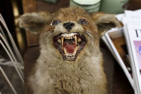 When Taxidermy Goes Wrong 36 Pics