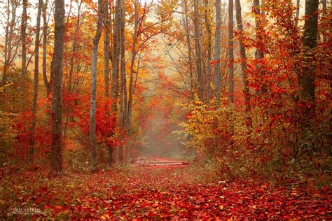 Fog In Autumn Forest By Valiunic On Deviantart