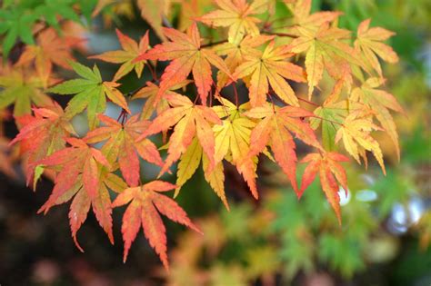 Green Japanese Maple Leaf