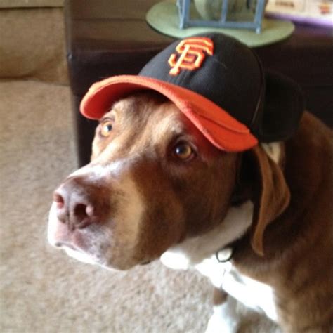 Giants Dog Giant Dogs Baseball Hats Hats