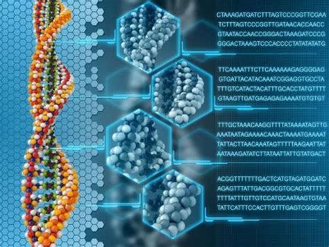 Геном человека детальная расшифровка что такое гены ДНК в каком