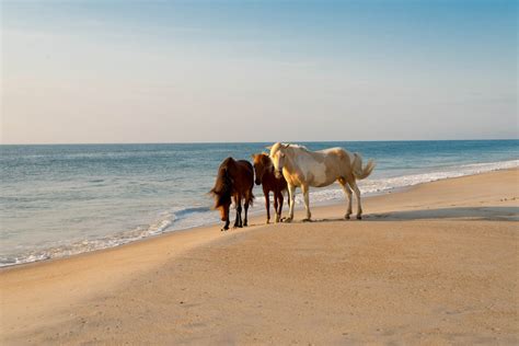 The Ultimate Guide To Camping On Assateague Island