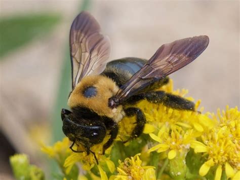 Eastern Carpenter Bee A Guide To The Ants Bees Wasps And Sawflies