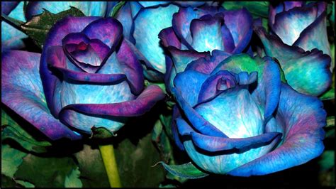 Dark blue color viola tricolor heartsease pansy. HD Blue Flower Wallpapers.