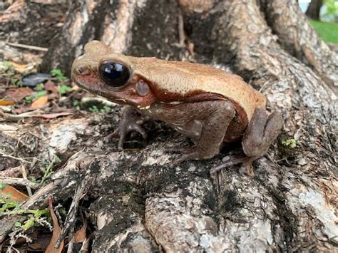 Giant Suriname Marine Toad For Sale Snakes At Sunset