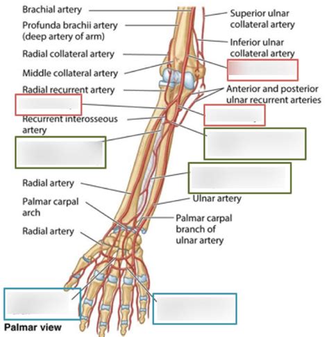 Upper Limb Arteries Diagram Quizlet