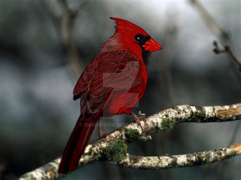 Cardinal By Darkboxer On Deviantart