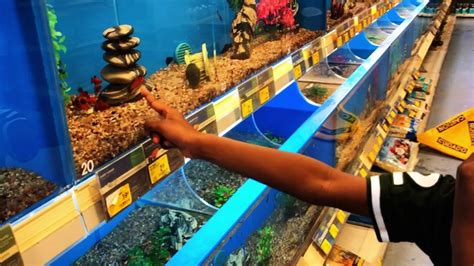 Where To Buy Your First Pet Fish Fishinghabit