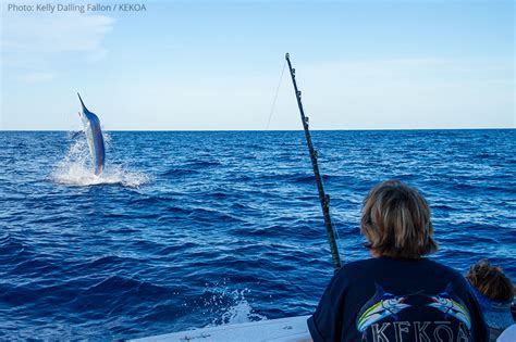 Giant Black Marlin Cairns Kekoa Sports Fishing Charters