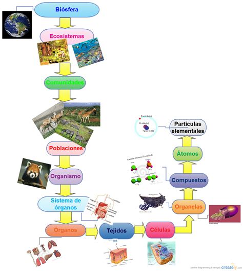 Ciencias Naturales Biología Niveles de organización de la materia viva