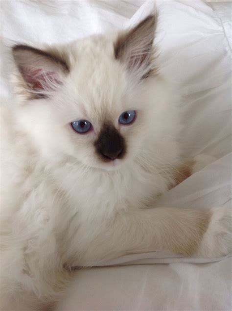 Rowan Wyatt Of Kiki Ragdolls 3 Month Old Ragdoll 1114 Kittens Cutest